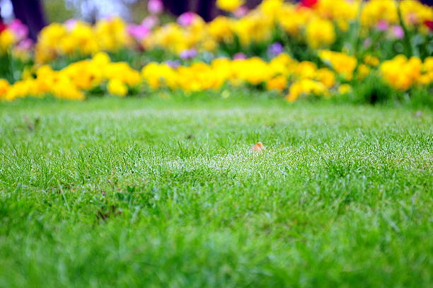 jardim - frame flower ornamental garden beauty in nature imagens e fotografias de stock