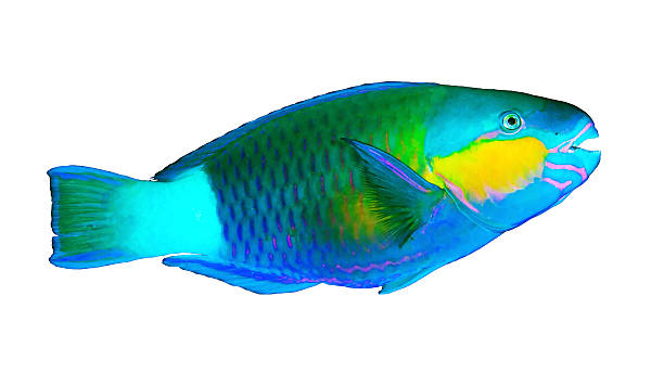 Daisy parrotfish Daisy parrotfish (Chlorurus sordidus) isolated on white background. parrot fish stock pictures, royalty-free photos & images