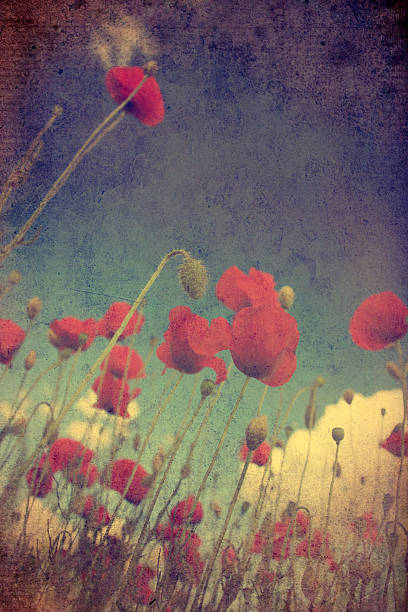 istock Vintage poppies with blue sky 178069556