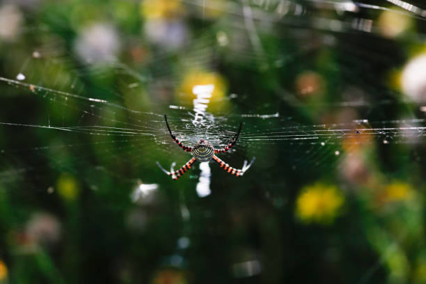 istock Discover the intricate world of the Wasp Spider (Argiope bruennichi) 1780695758