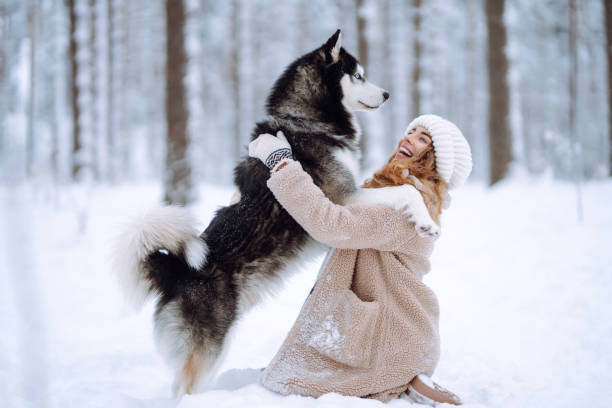 ein fröhlicher husky-hund geht mit seinem besitzer in einem verschneiten wald spazieren. - snow dog walking running stock-fotos und bilder