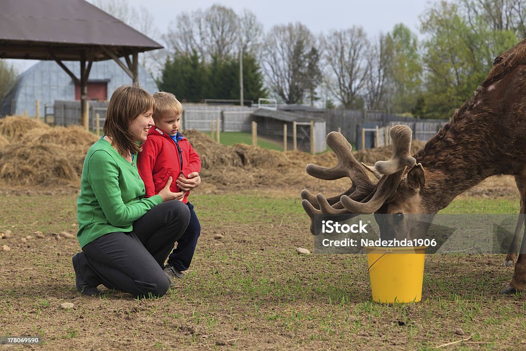 family feeding deer mother and son feeding deer at the farm Adult Stock Photo