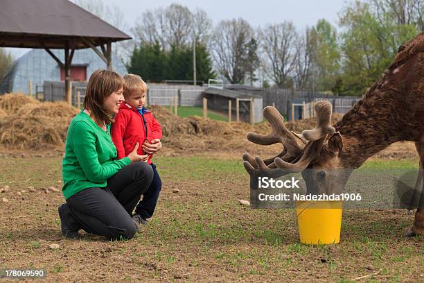 Family Feeding Deer Stock Photo - Download Image Now - Adult, Animal, Animals In Captivity