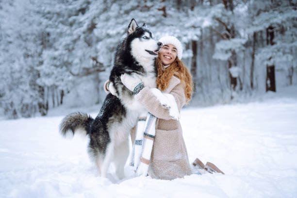 ein fröhlicher husky-hund geht mit seinem besitzer in einem verschneiten wald spazieren. - snow dog walking running stock-fotos und bilder