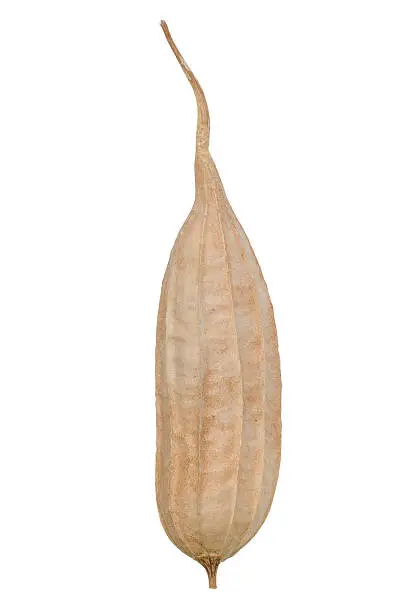 Dry angled gourd isolated on white background