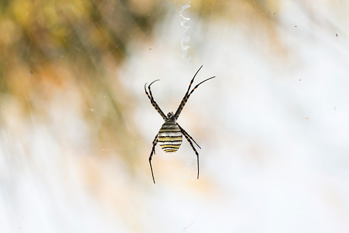 A Yellow Garden ( Argiope Aurantia ) Spider on its web in the State of Oregon.