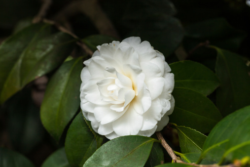 white camellia blooming in the spring