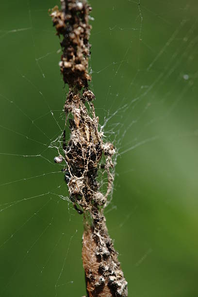 istock Nest of Orb-weaver 178069970