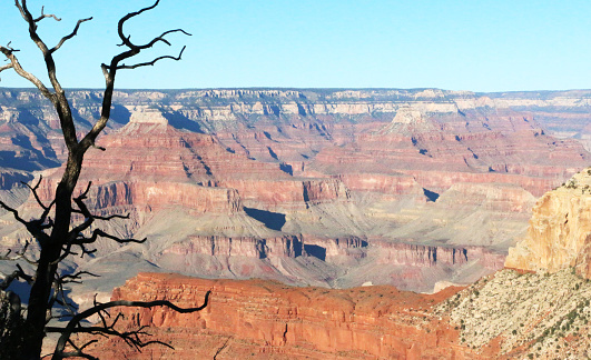 a view of the Grand Canyon from the South Rim with a tree in the foreground