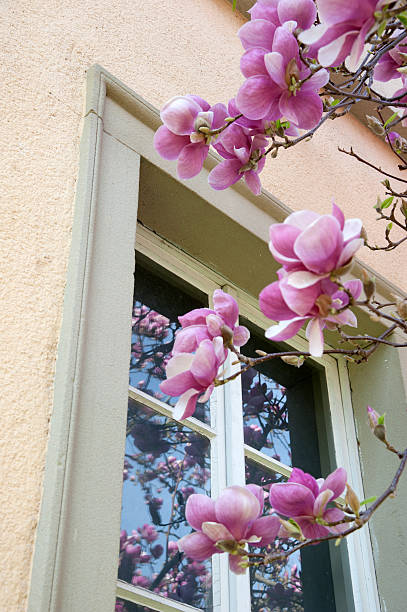 istock Magnolia behind the house 178070093