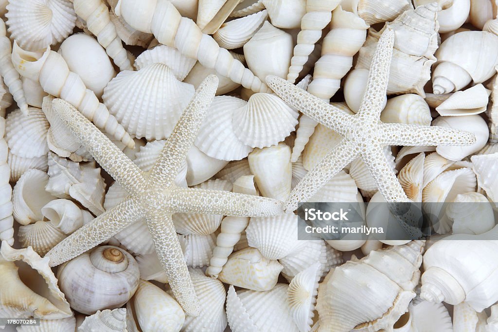 Starfish Lovers White sea shell collection featuring  two starfish shells forming a background. Abstract Stock Photo