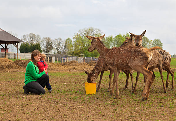 family feeding deers