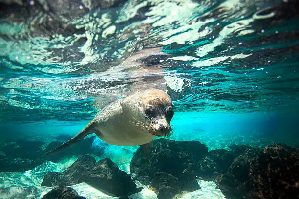 Curious sea lion underwater in paradise island turquoise lagoon