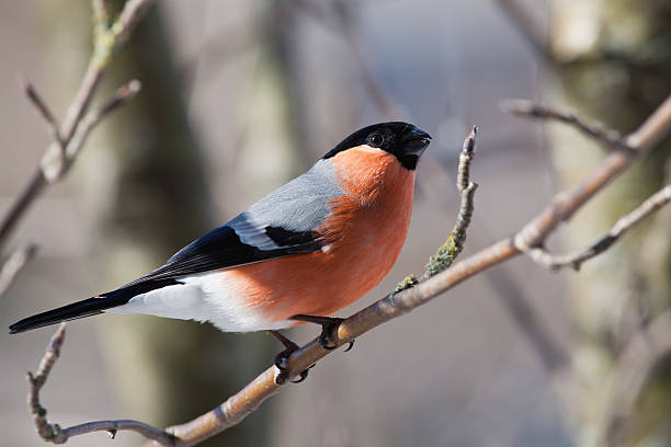 istock Bullfinch in winter 178070485