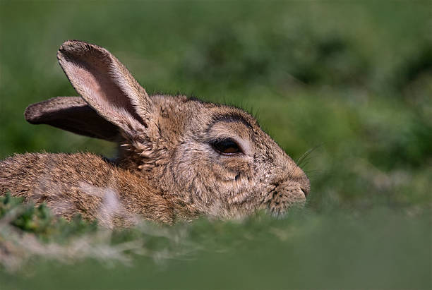 Skokholm Island rabbit hiding stock photo