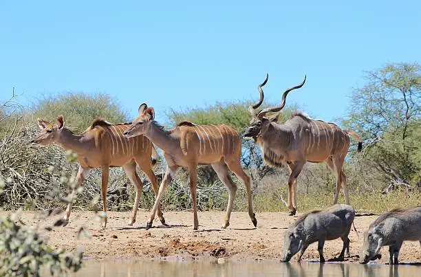 Photo of Kudu Antelope Family from Africa