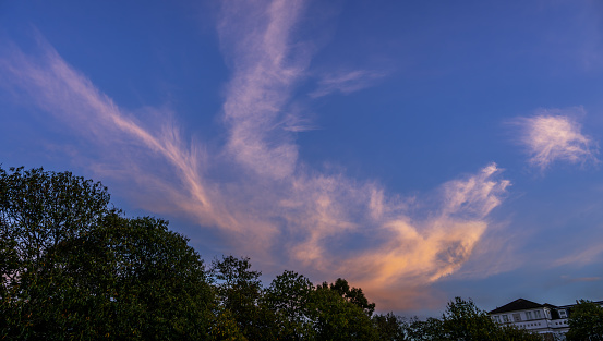 Evening cloudscape with trees. White high-level cirrus clouds with pink tint against a blue sky. Landscape orientation.