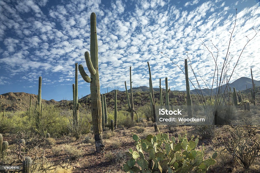 Parque na Primavera do Parque Nacional de Saguaro - Royalty-free Ao Ar Livre Foto de stock