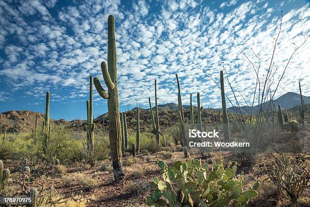 Parque Na Primavera Do Parque Nacional De Saguaro - Fotografias de stock e mais imagens de Ao Ar Livre - Ao Ar Livre, Arizona, Branco