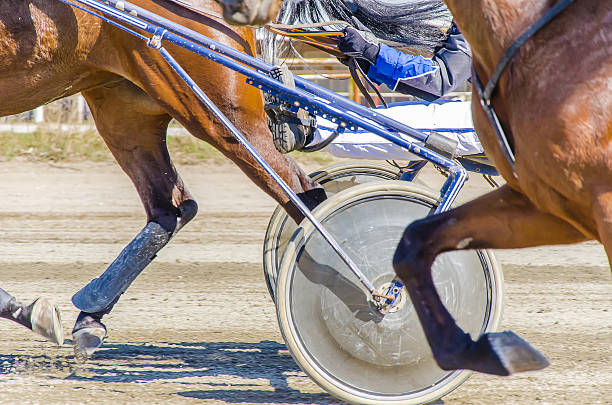 Harness racing. Racing horses harnessed to lightweight strollers. stock photo