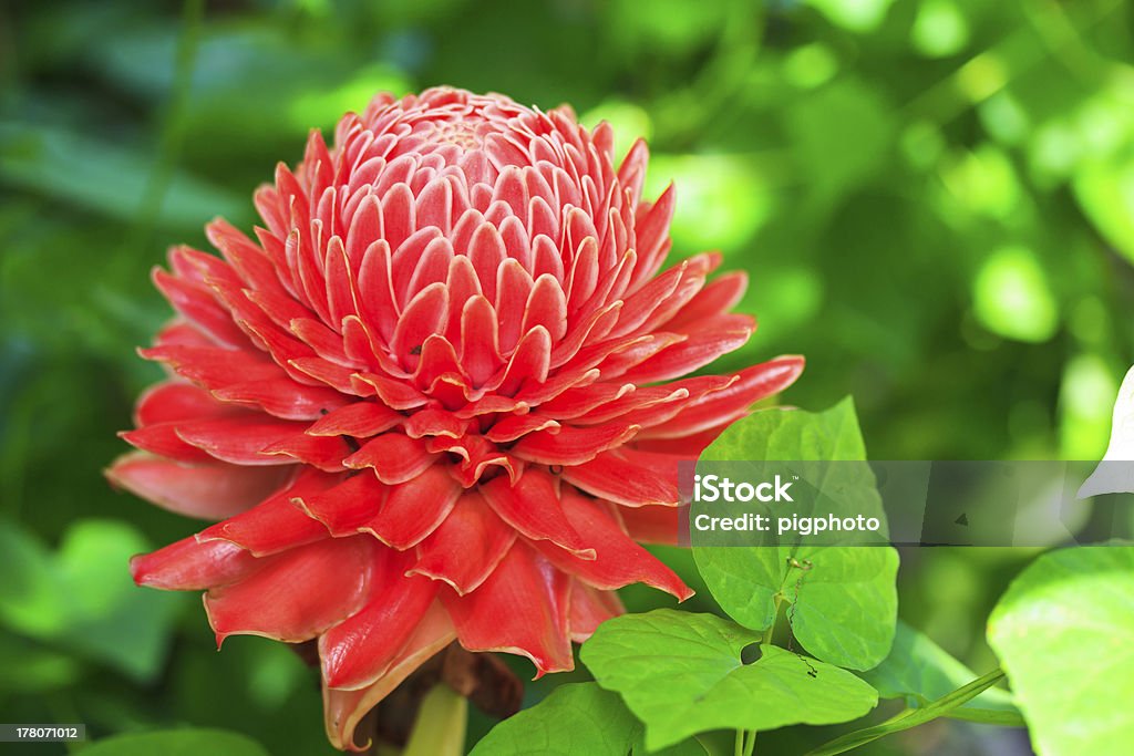 Red Etlingera elatior Beautiful red Etlingera elatior in the garden Beauty In Nature Stock Photo