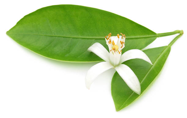 istock Orange flower with green leaves 178071057