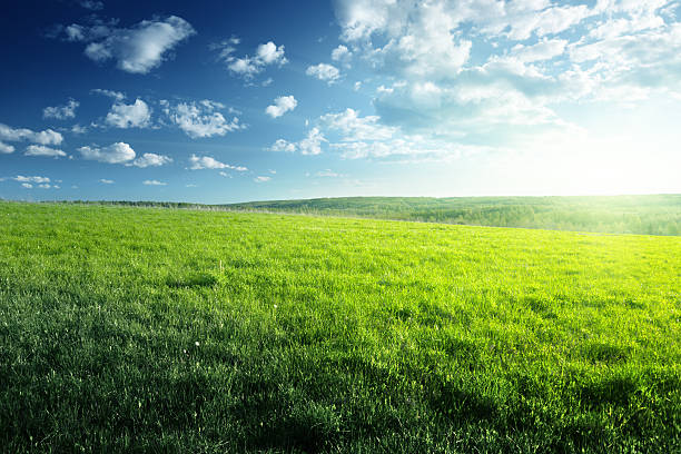field of spring grass and forest