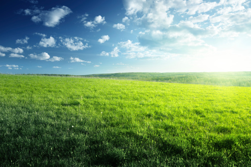 field of spring grass and forest