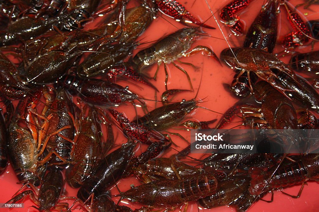 Vivi i gamberi freschi cucina cinese in una coppa rosso - Foto stock royalty-free di Acqua
