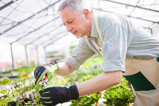 istock Gardener trimming a plant 178071201