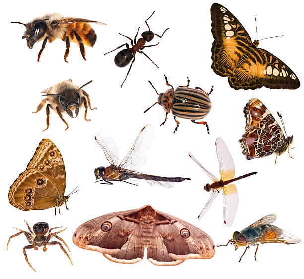 istock set of brown color insects isolated on white 178071501