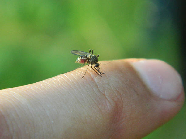 istock Mosquito sucking blood 178071661