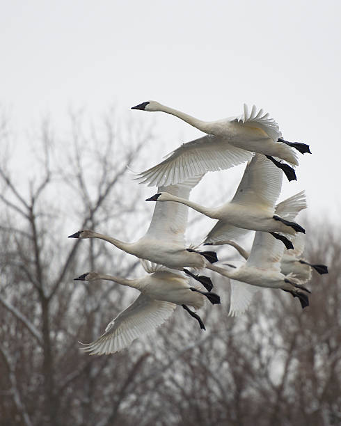 istock Flying flock of Swans 178072033