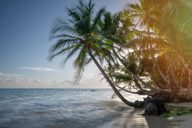 istock Nature background in tropical background 1780722935