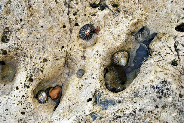 Limpets 1 stock photo
