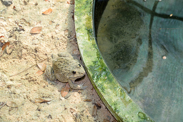 istock frogs in the farm 178072888