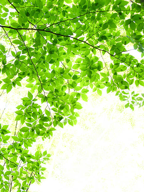istock Green leaves of beech tree 178073208