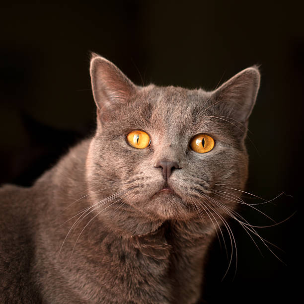 istock British blue shorthair tomcat 178073413