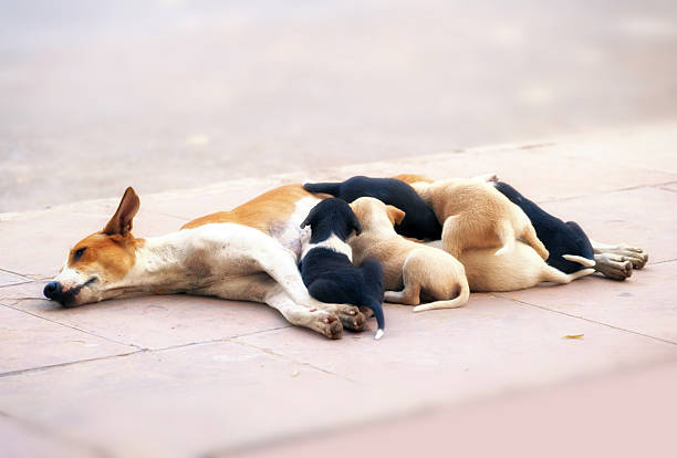 istock Dog female feeds small puppies 178073441