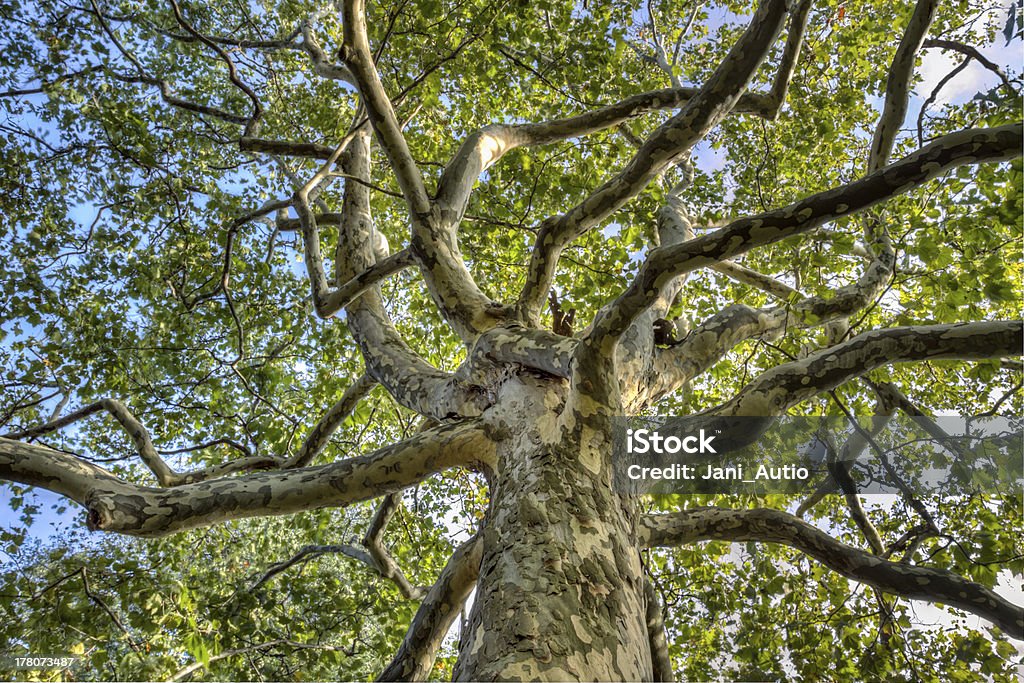 London Plane (Platanus × acerifolia) Plane Tree Stock Photo