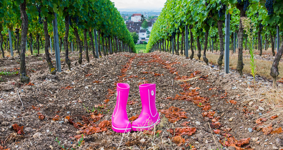 Pink rubber boots with beautiful green vineyard in autumn. Country style. Nature background.