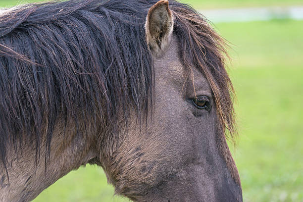 Wild horses on the meadows of river Lielupe next to the city of Jelgava