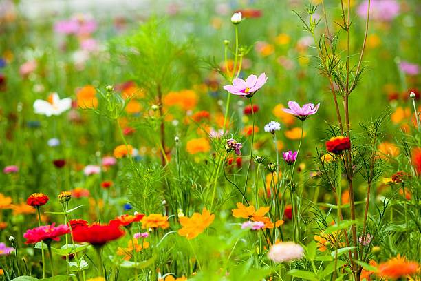 istock flowers in the meadow 178073673