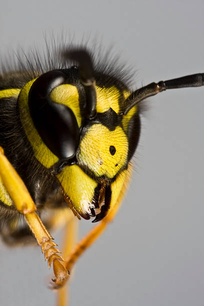 head of wasp in grey background stock photo