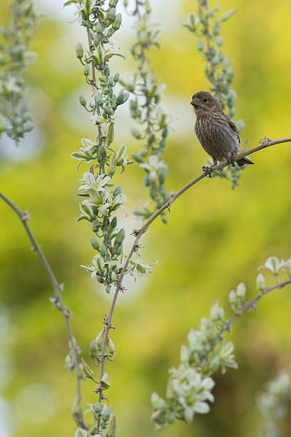 House Finch on Flowering Tree House Finch on Flowering Tree haemorhous mexicanus stock pictures, royalty-free photos & images