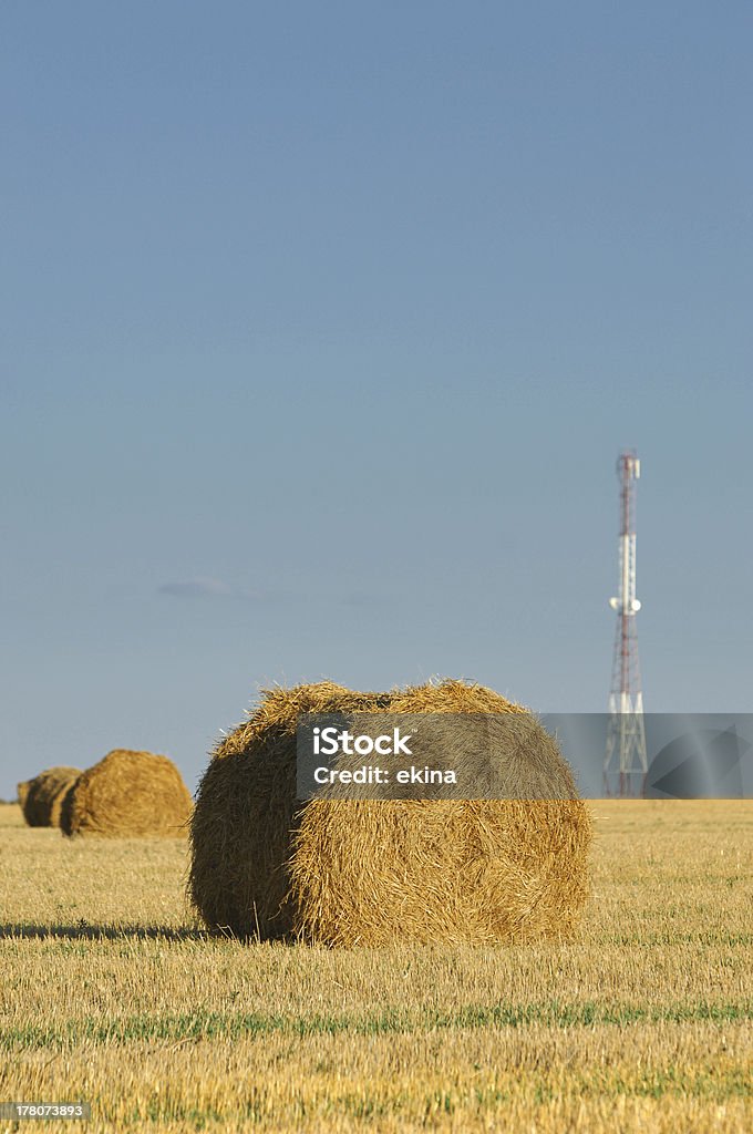 O verão - Foto de stock de Agricultura royalty-free