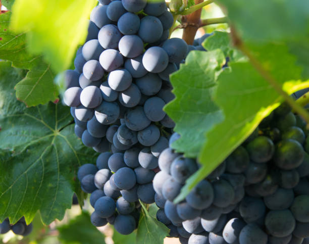 istock Large bunches of red wine grapes in vineyard. 1780739667
