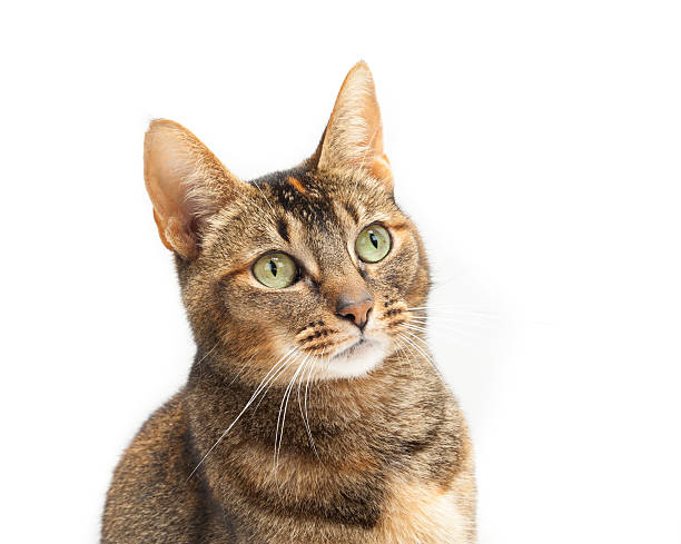 istock Purebred Abyssinian Portrait 178073974