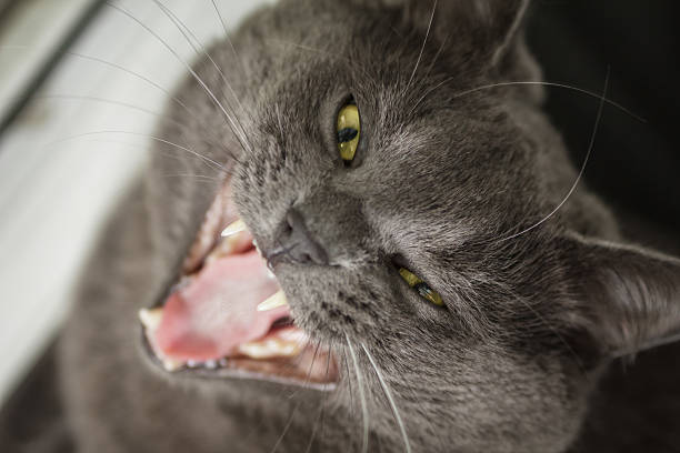 british shorthair cat yawning, selective focus