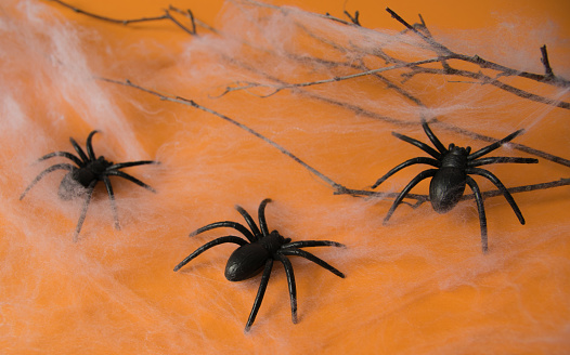 Halloween decorations, pumpkins, web, spines on orange background. Halloween party greeting card.